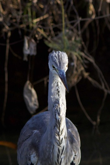 Grey Heron 奈良市水上池 Fri, 12/28/2018