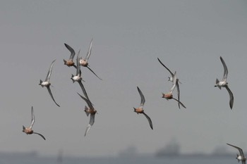 オオソリハシシギ ふなばし三番瀬海浜公園 2024年4月20日(土)