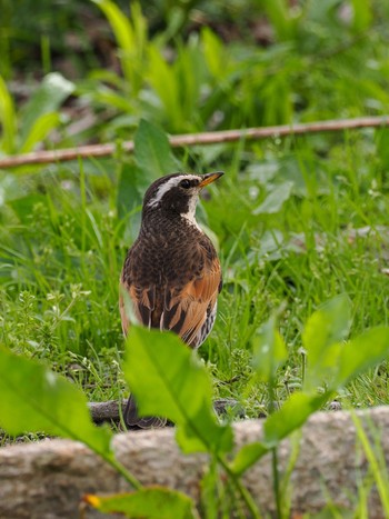 ツグミ 北柏ふるさと公園 2024年4月20日(土)