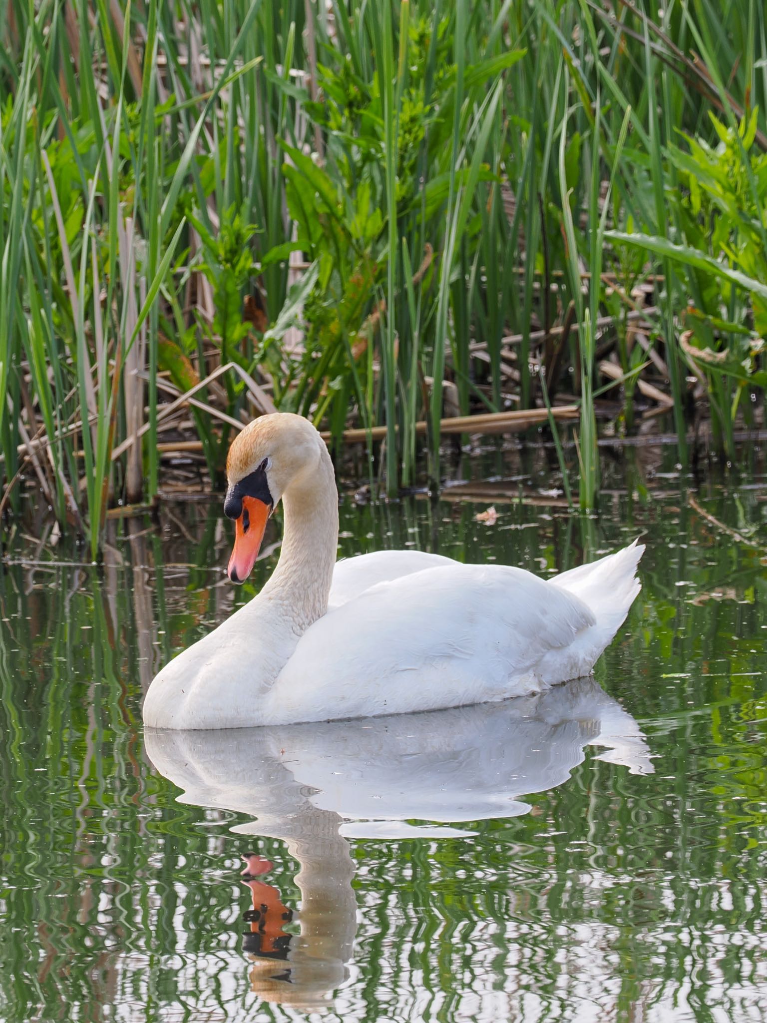 Photo of Mute Swan at 北柏ふるさと公園 by daffy@お散歩探鳥＆遠征探鳥♪