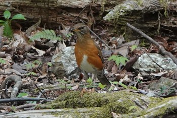 Brown-headed Thrush 養老公園 Sat, 4/20/2024