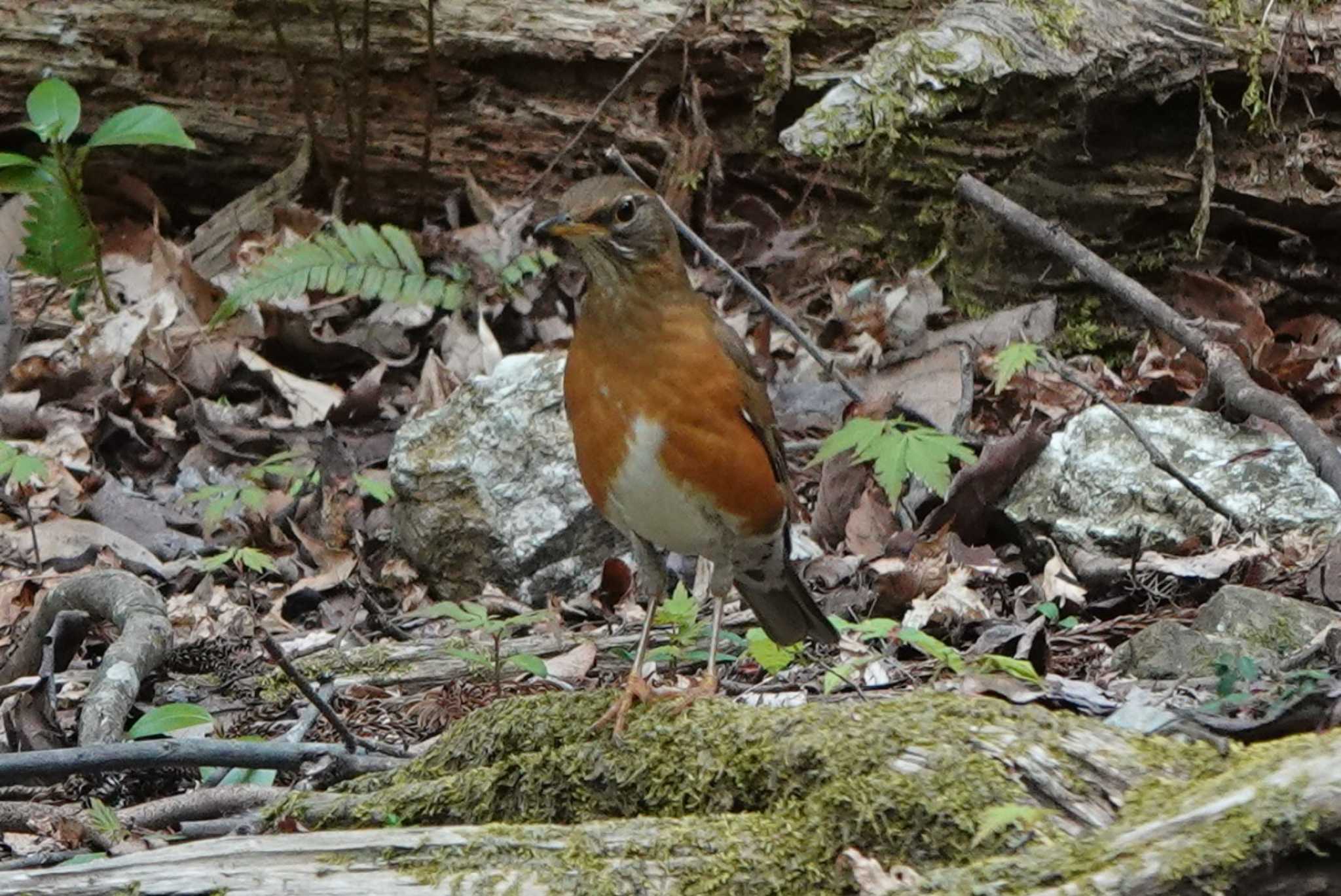 Photo of Brown-headed Thrush at 養老公園 by 里川