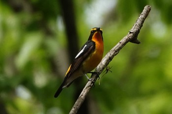 Narcissus Flycatcher 養老公園 Sat, 4/20/2024