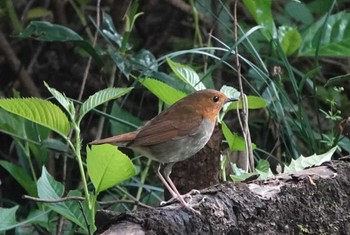 Japanese Robin 岐阜県海津市 Sat, 4/20/2024