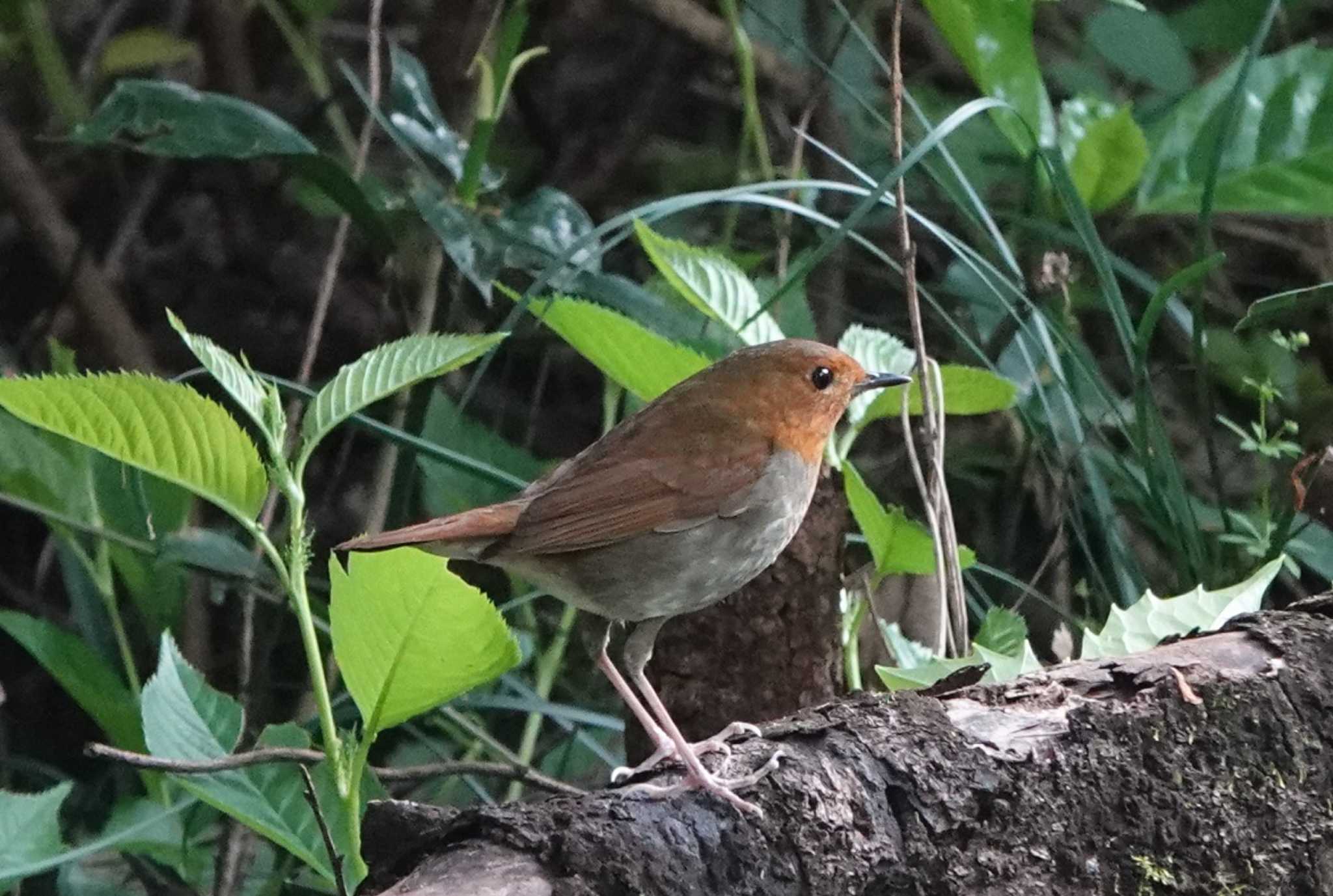 Photo of Japanese Robin at 岐阜県海津市 by 里川