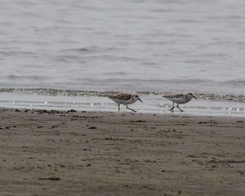 ミユビシギ ふなばし三番瀬海浜公園 2024年4月20日(土)