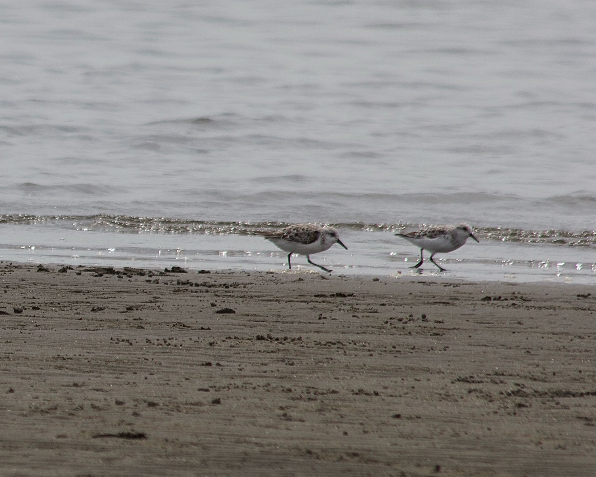 Photo of Sanderling at Sambanze Tideland by おかず