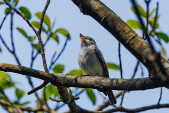 Asian Brown Flycatcher Hayatogawa Forest Road Fri, 4/19/2024