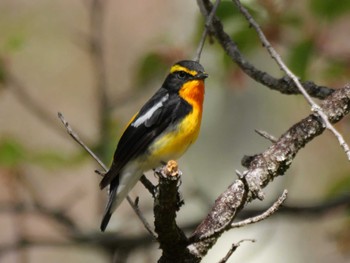 Narcissus Flycatcher 秩父 Fri, 4/19/2024