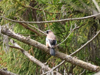 Eurasian Jay 秩父 Tue, 4/16/2024