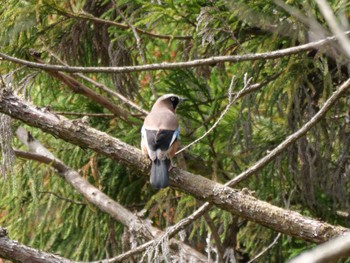 Eurasian Jay 秩父 Tue, 4/16/2024