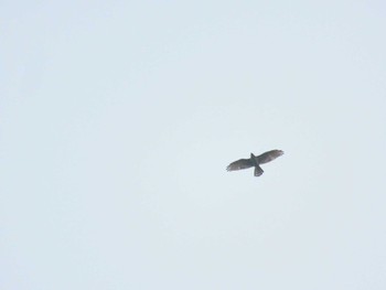 Grey-faced Buzzard 四季の森公園(横浜市緑区) Sat, 4/20/2024