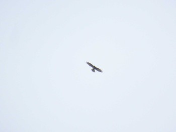 Grey-faced Buzzard 四季の森公園(横浜市緑区) Sat, 4/20/2024