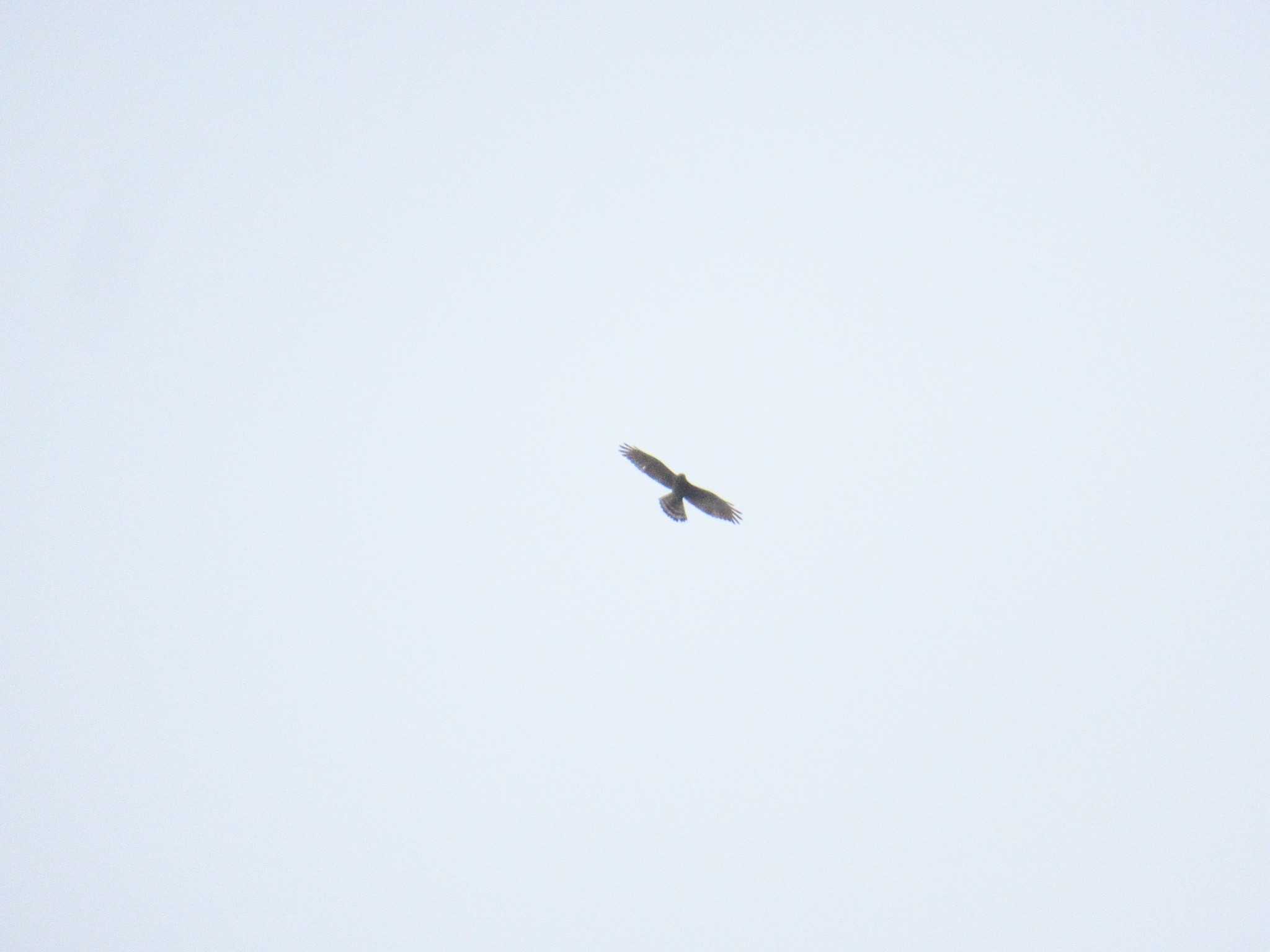 Photo of Grey-faced Buzzard at 四季の森公園(横浜市緑区) by kohukurou