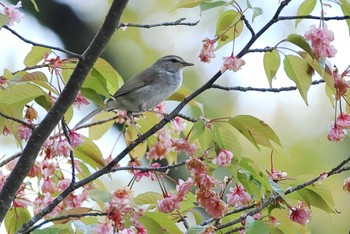 Japanese Bush Warbler 愛知県 Wed, 4/17/2024