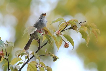 Japanese Bush Warbler 愛知県 Wed, 4/17/2024