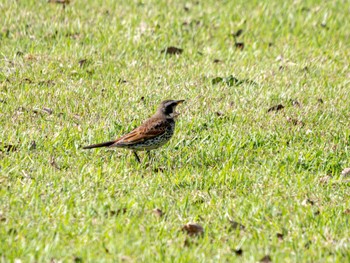 Dusky Thrush 小山市 Sat, 4/20/2024