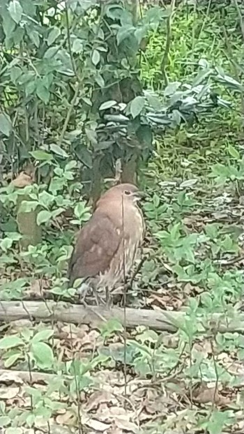 Japanese Night Heron Ukima Park Sat, 4/20/2024