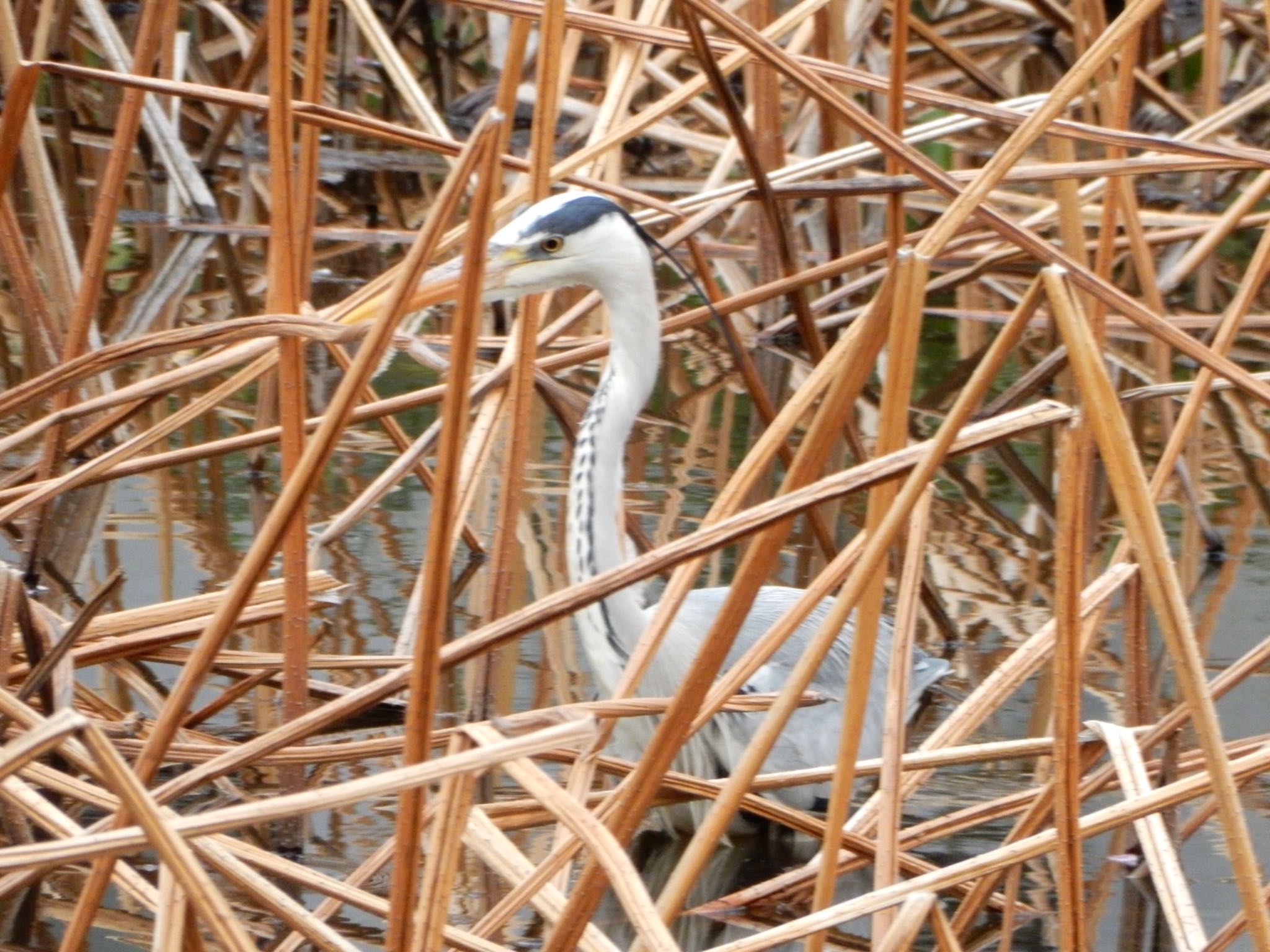 Photo of Grey Heron at Shinobazunoike by HIKARI  ξ(｡◕ˇ◊ˇ◕｡)ξ