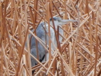 Grey Heron Shinobazunoike Sat, 4/20/2024