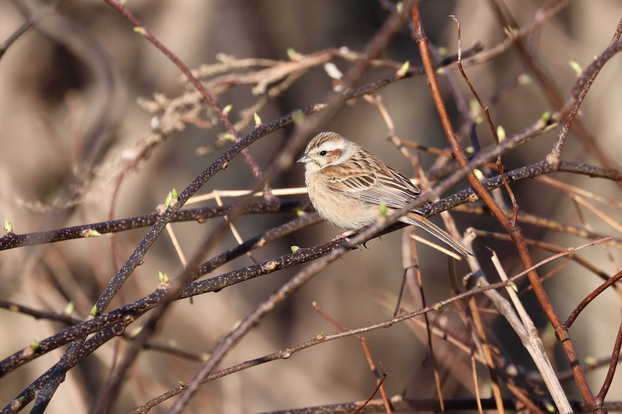 Meadow Bunting