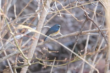 Red-flanked Bluetail Hakodateyama Sat, 4/20/2024