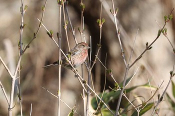 Pallas's Rosefinch Hakodateyama Sat, 4/20/2024