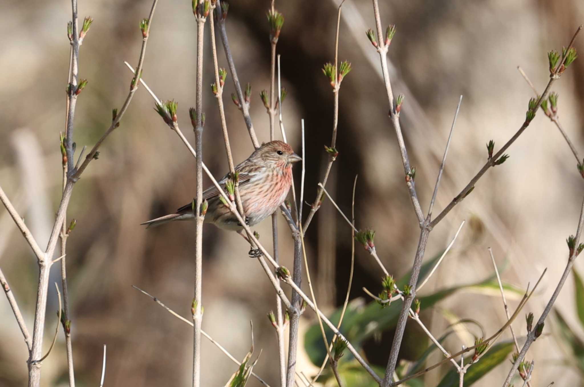 Pallas's Rosefinch