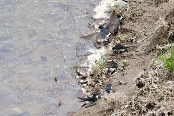 Asian House Martin 宮ケ瀬湖 Sat, 4/20/2024