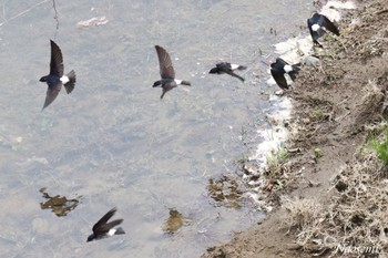 イワツバメ 宮ケ瀬湖 2024年4月20日(土)