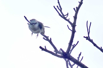 Ashy Minivet 静岡県立森林公園 Wed, 4/17/2024