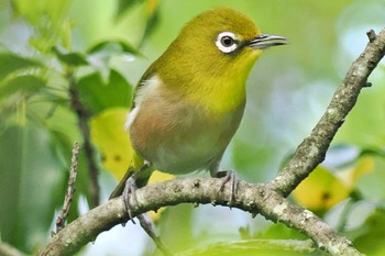 Warbling White-eye 静岡県立森林公園 Wed, 4/17/2024