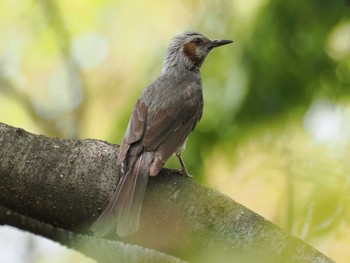 Brown-eared Bulbul 谷津干潟自然観察センター Sat, 4/20/2024