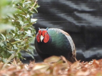 Green Pheasant 八幡市流れ橋付近 Tue, 4/16/2024