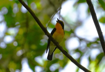 Narcissus Flycatcher 馬見丘陵公園 Sat, 4/20/2024