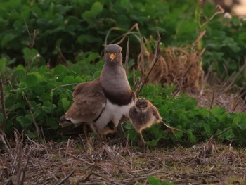 Grey-headed Lapwing 田んぼ Thu, 4/18/2024