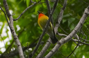 Narcissus Flycatcher 天王寺公園(大阪市) Sat, 4/20/2024