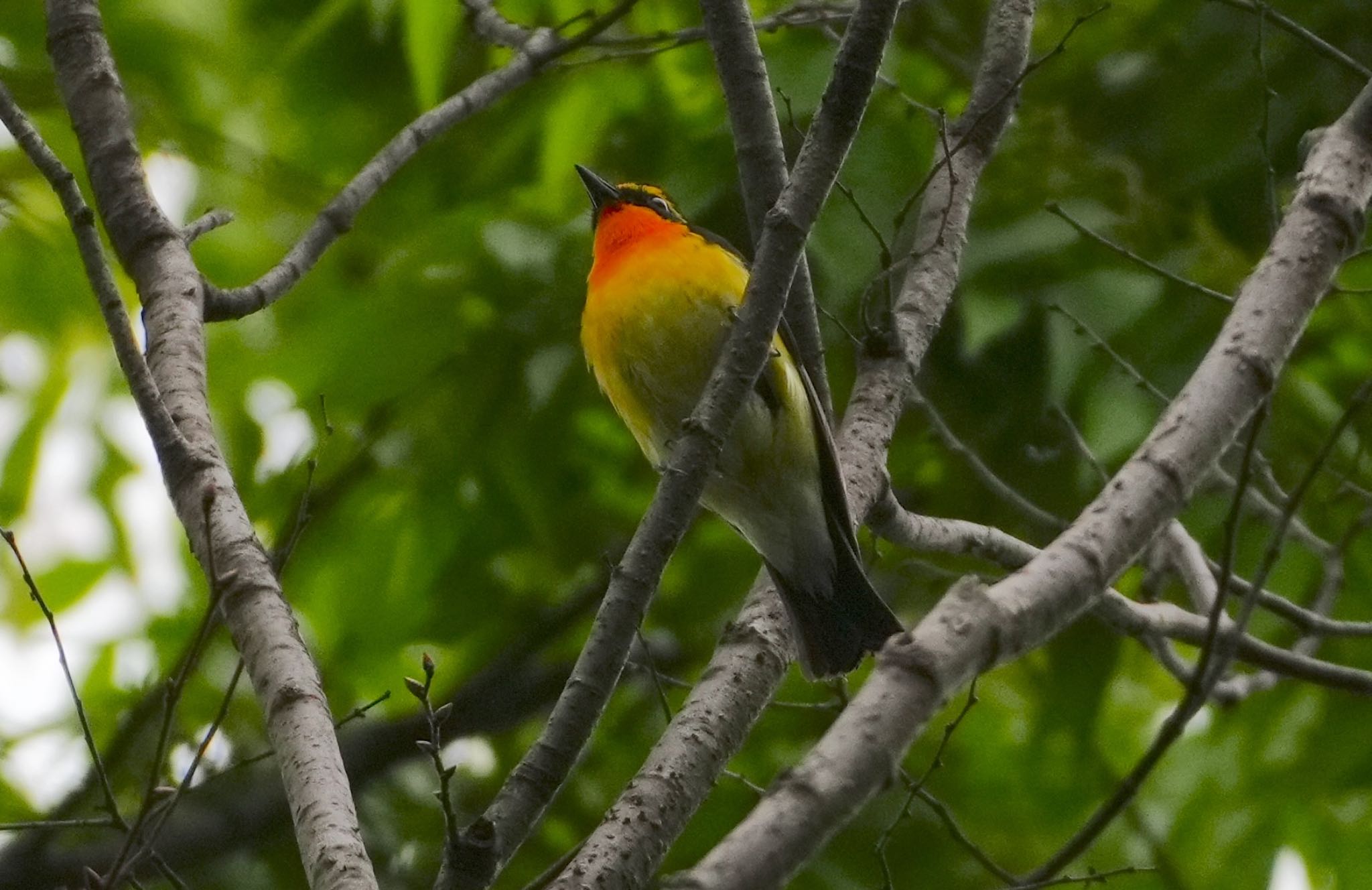 Photo of Narcissus Flycatcher at 天王寺公園(大阪市) by アルキュオン