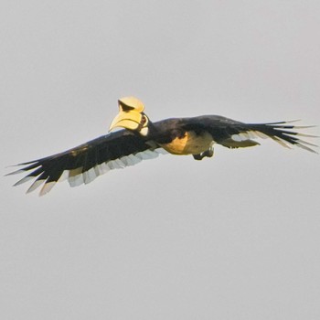 Oriental Pied Hornbill Khao Yai National Park Wed, 4/17/2024