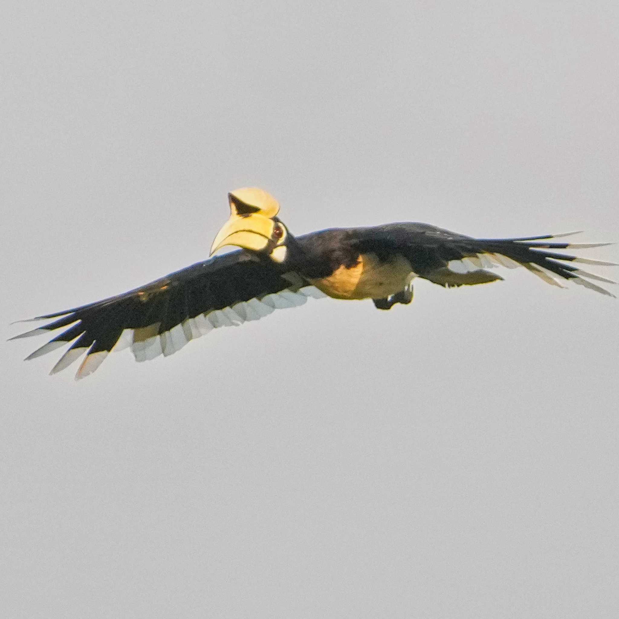 Oriental Pied Hornbill