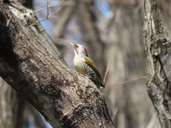 Japanese Green Woodpecker 荒沢湿原 Mon, 4/15/2024