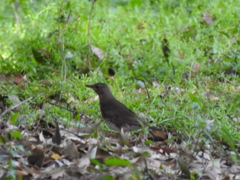 クロツグミ 庄内緑地公園 2024年4月20日(土)