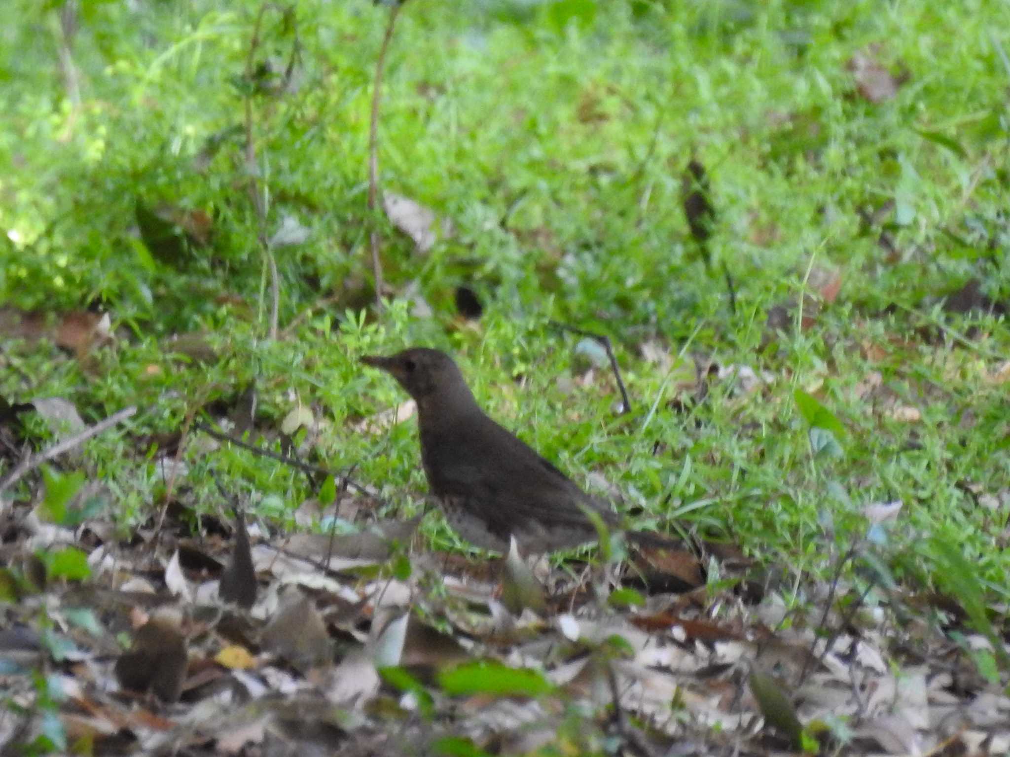 Photo of Japanese Thrush at 庄内緑地公園 by どらお