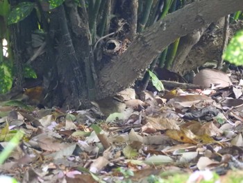 ヤブサメ 庄内緑地公園 2024年4月20日(土)