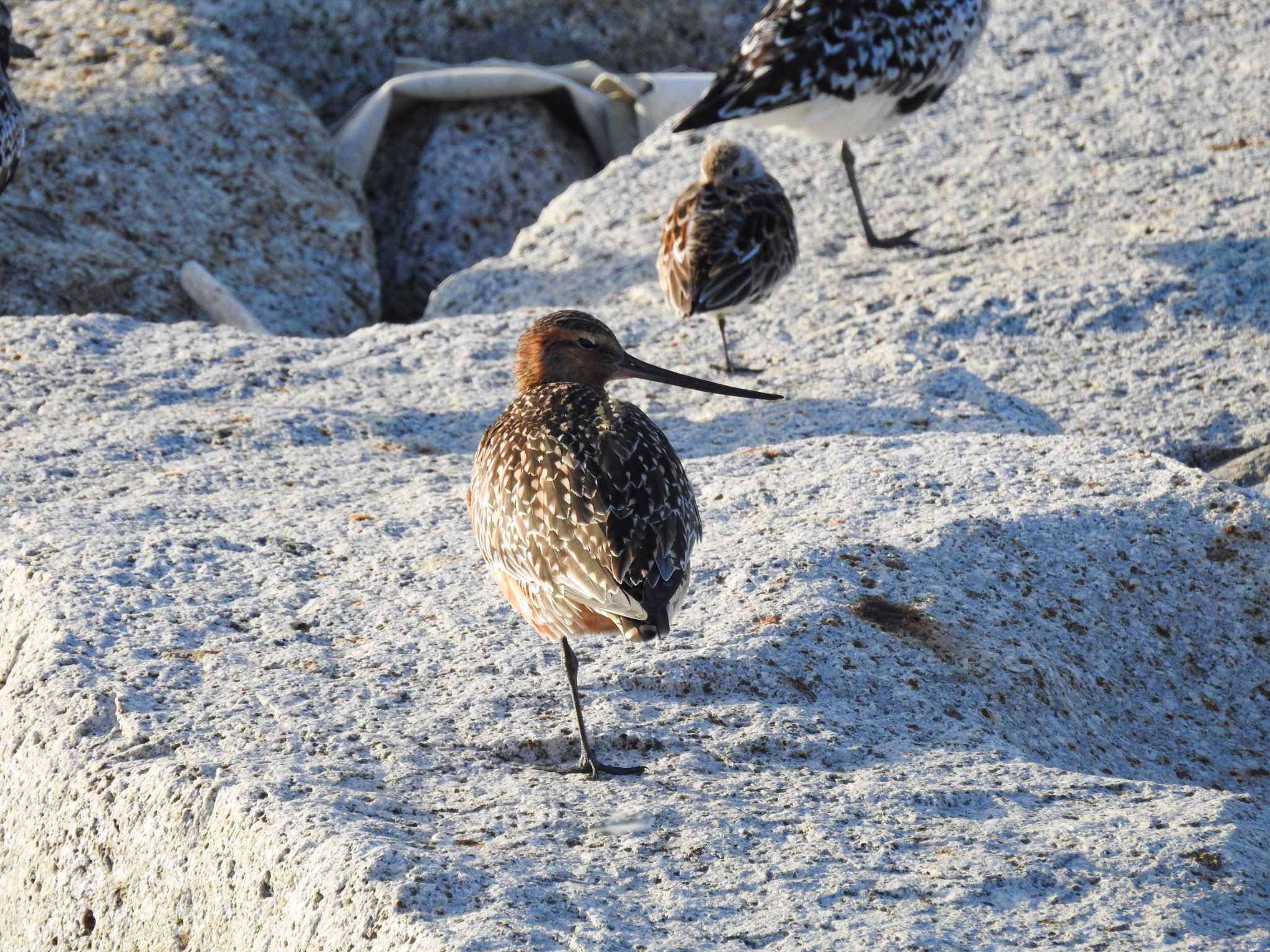 Photo of Bar-tailed Godwit at 三重県松阪市 by どらお