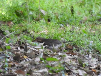 クロツグミ 庄内緑地公園 2024年4月20日(土)