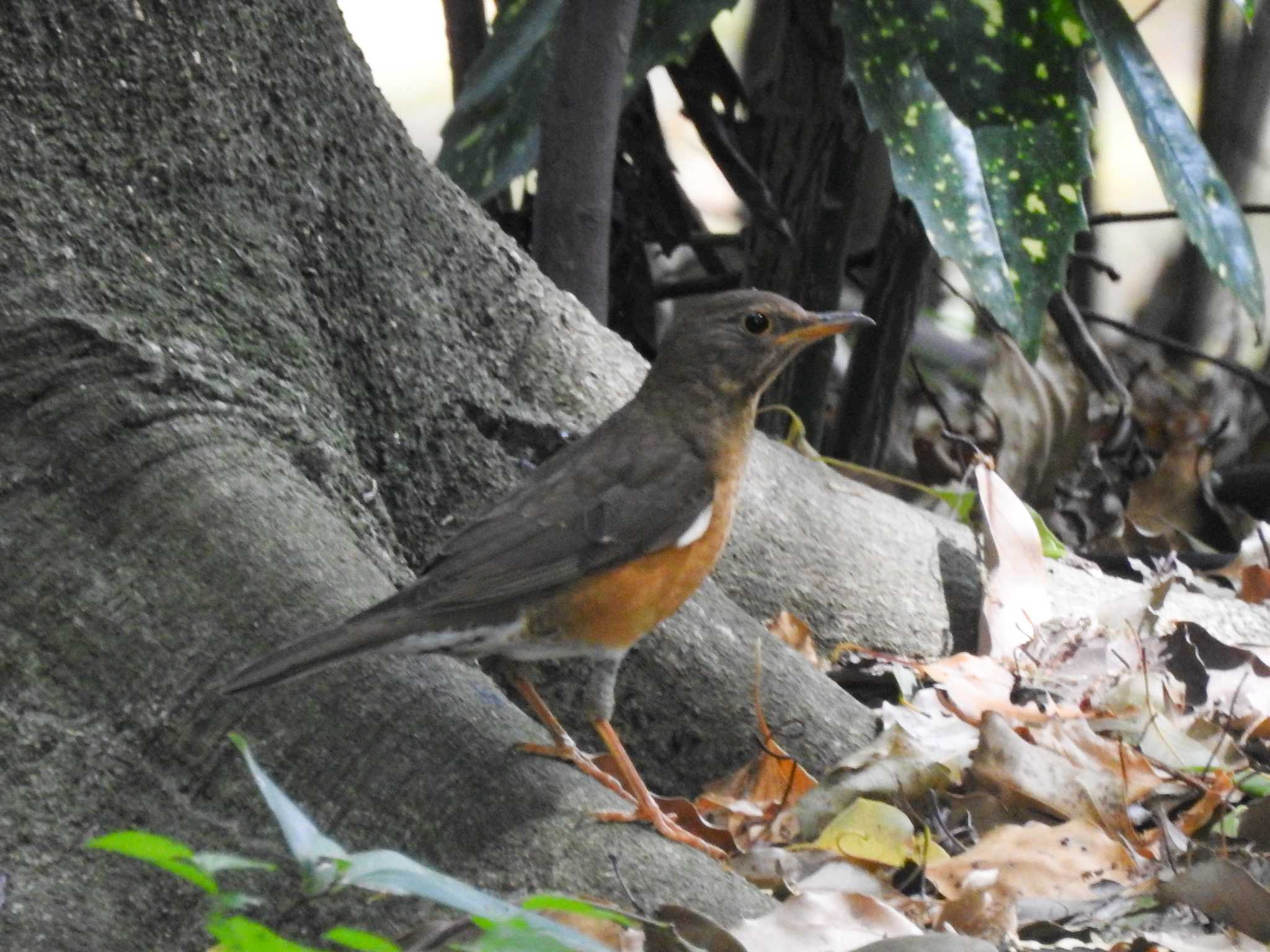 Photo of Brown-headed Thrush at 庄内緑地公園 by どらお