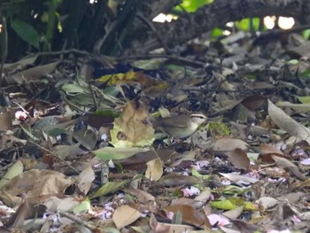 2024年4月20日(土) 庄内緑地公園の野鳥観察記録