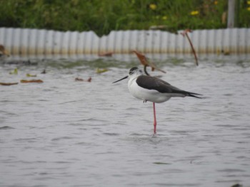 Black-winged Stilt 愛知県愛西市立田町 Sat, 4/20/2024