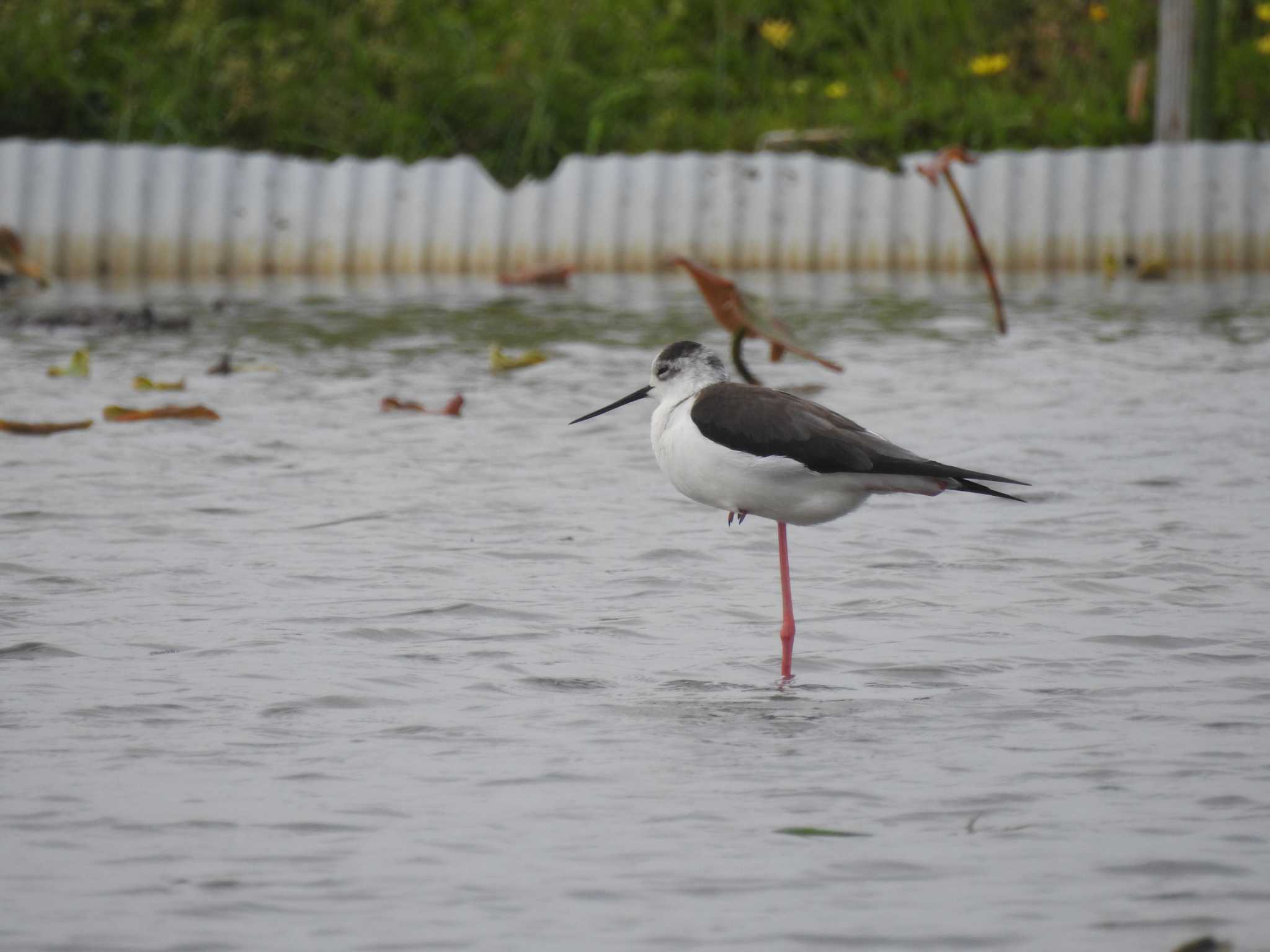 Photo of Black-winged Stilt at 愛知県愛西市立田町 by どらお